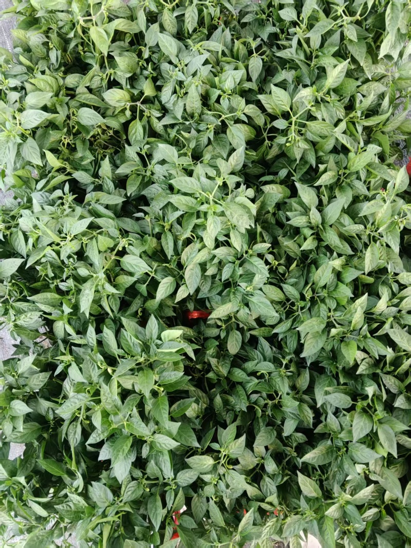 苗场直供辣椒苗：泡椒苗薄皮椒易活丰产