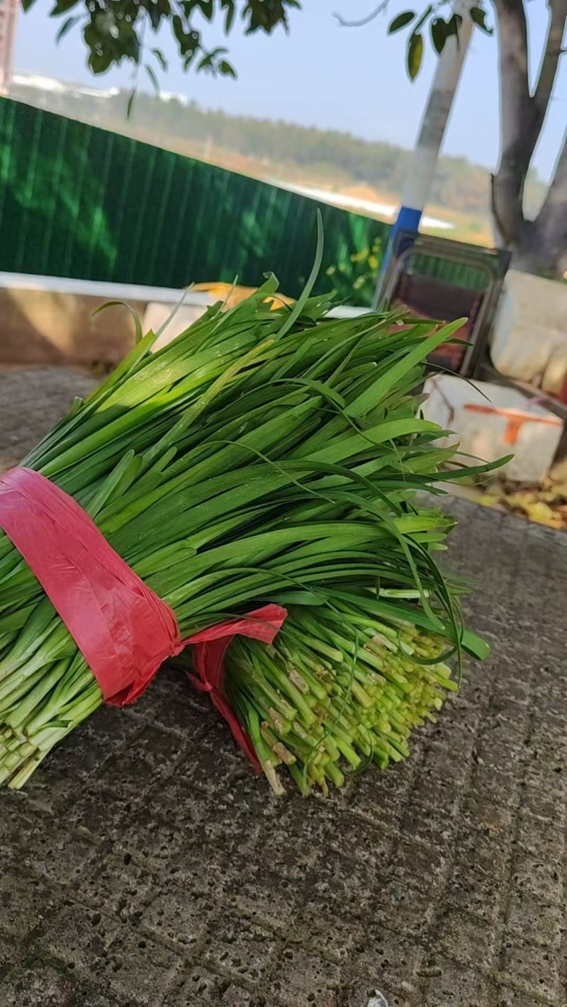 源自贵州万峰林优质小叶韭菜
