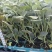 松花【白花】苗苗场直供量大优惠现拍现发
