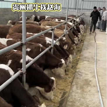 68头好质量的小公牛出发新疆伊犁