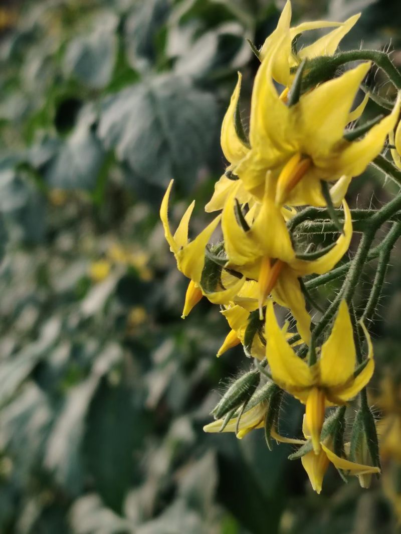 各种番茄
