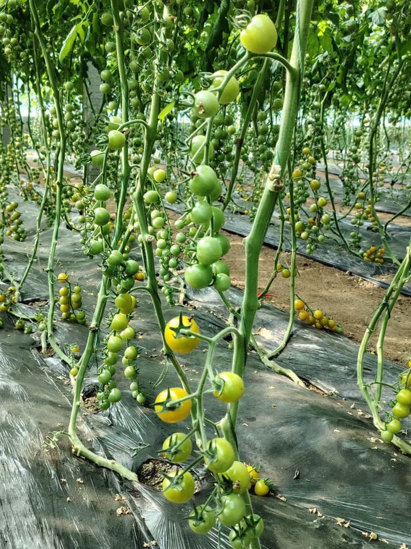 各种番茄