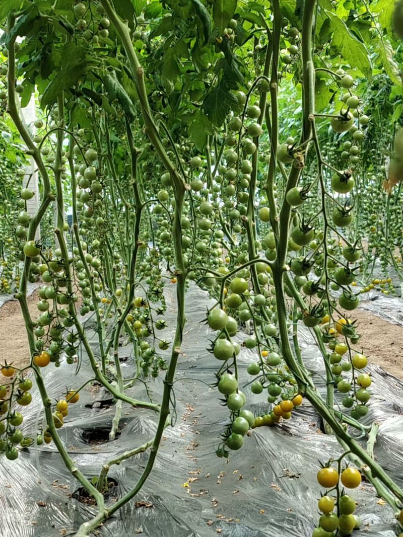 各种番茄
