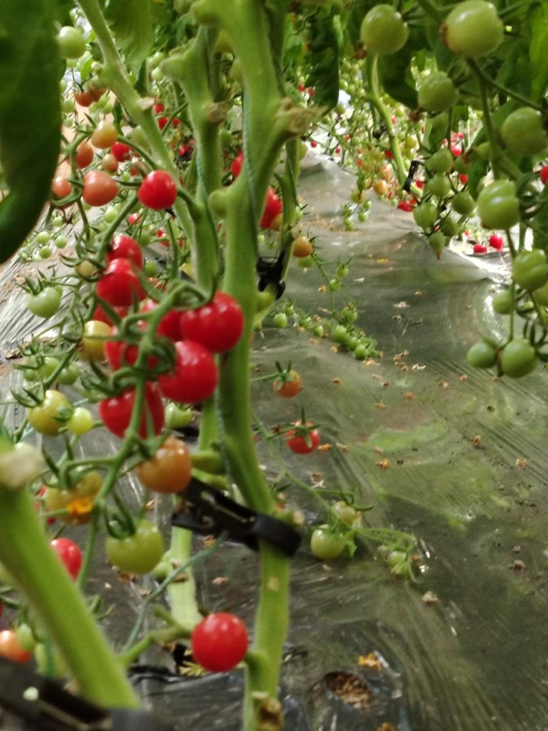 各种番茄