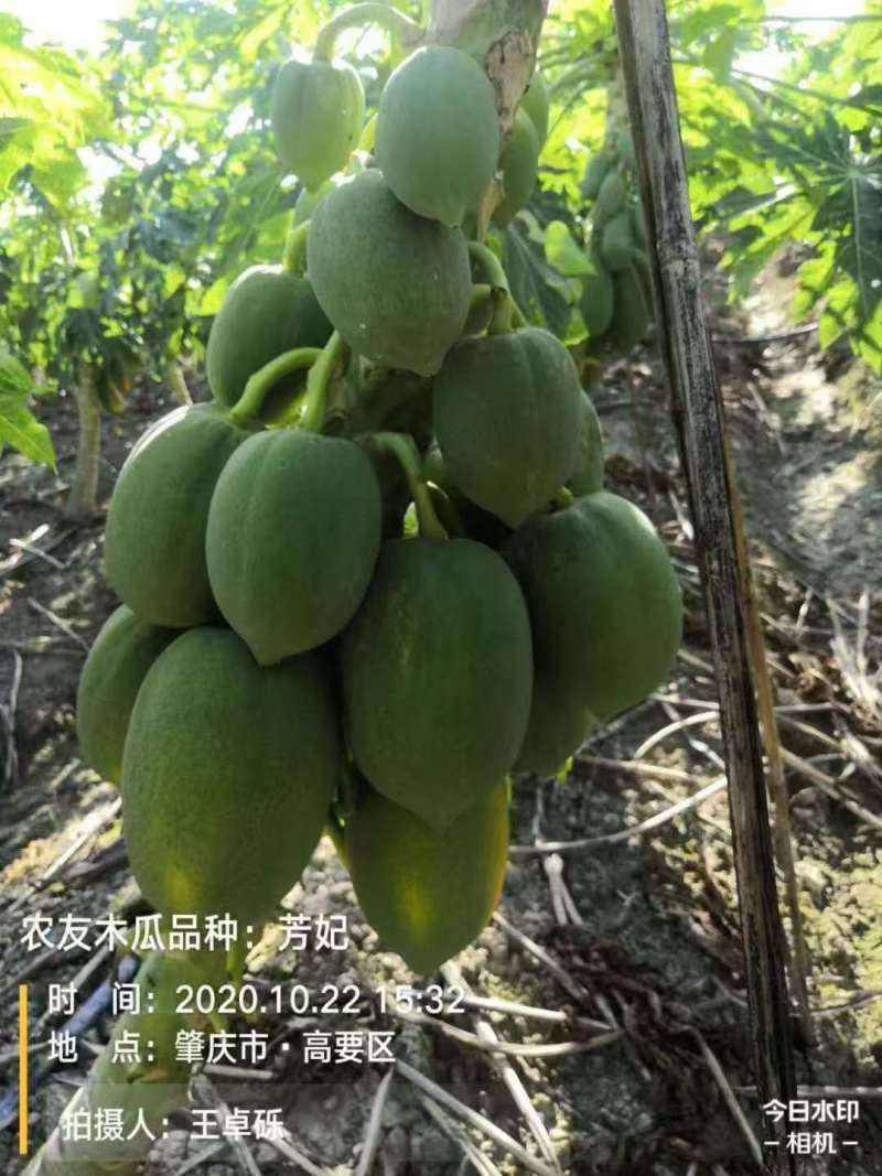 【木瓜苗】根系健壮苗场直供移栽不缓苗