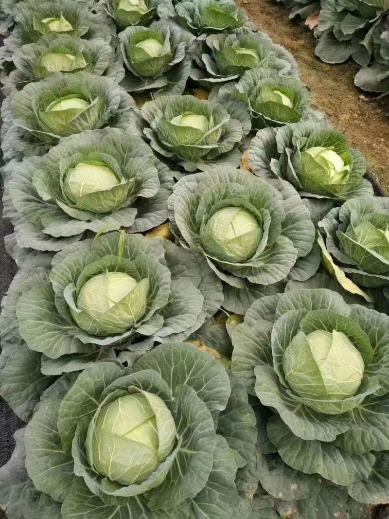 甘蓝苗圆包菜苗苗场直供量大优惠现拍现发