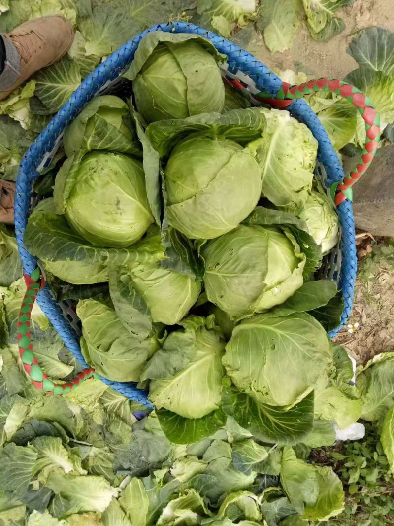 甘蓝苗圆包菜苗苗场直供量大优惠现拍现发