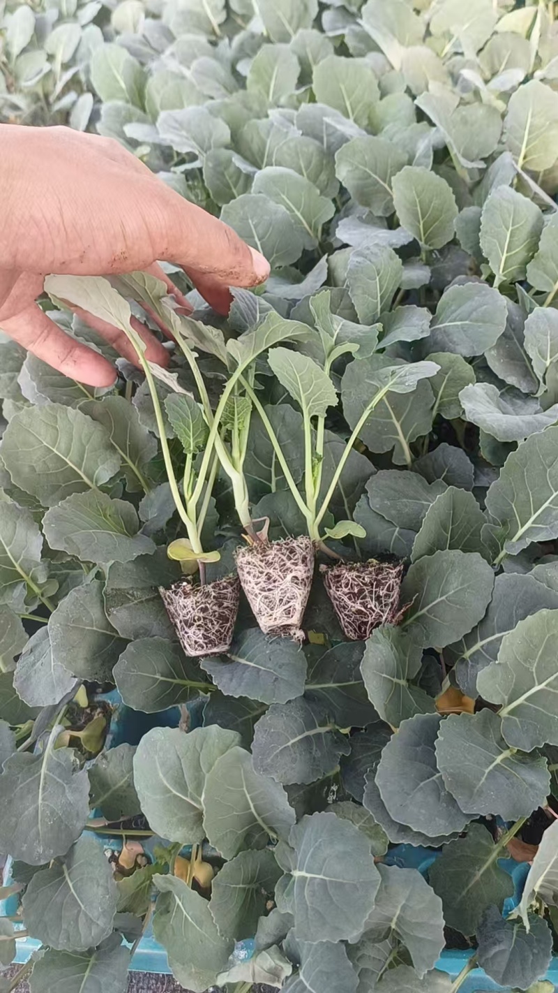 甘蓝苗圆包菜苗苗场直供量大优惠现拍现发