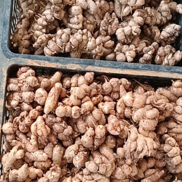 新鲜沙姜