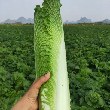 【竹筒菜】一手货源苗场直供量大优惠物美价廉