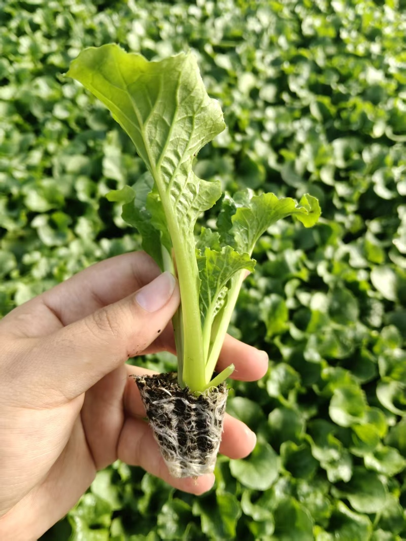 【竹筒菜】一手货源苗场直供量大优惠物美价廉