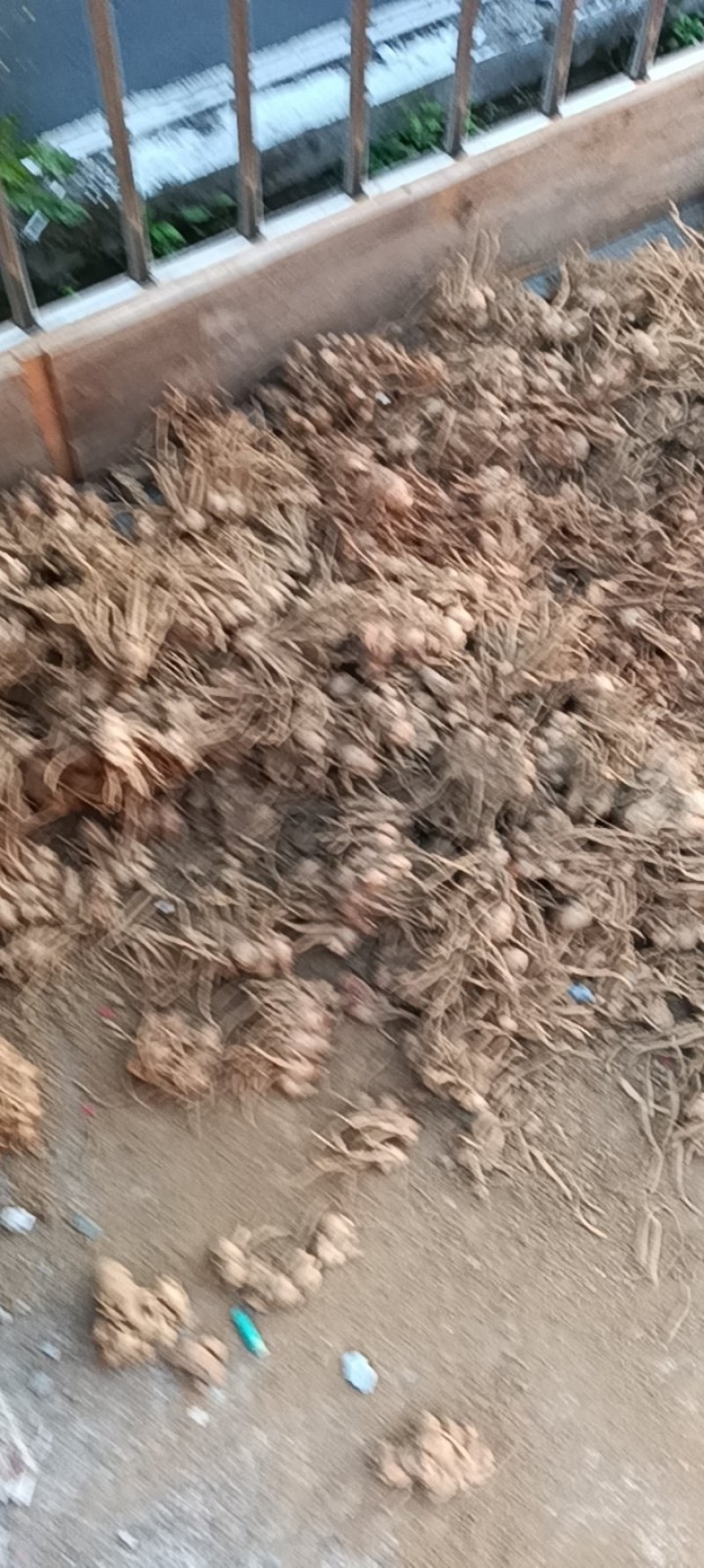新鲜沙姜