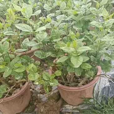 茉莉花苗杯苗/不带花苞/产地现挖现发/全国发货