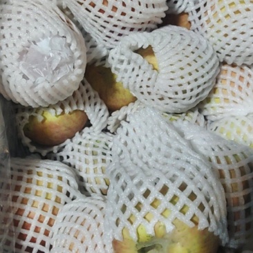新疆阿克苏处理。