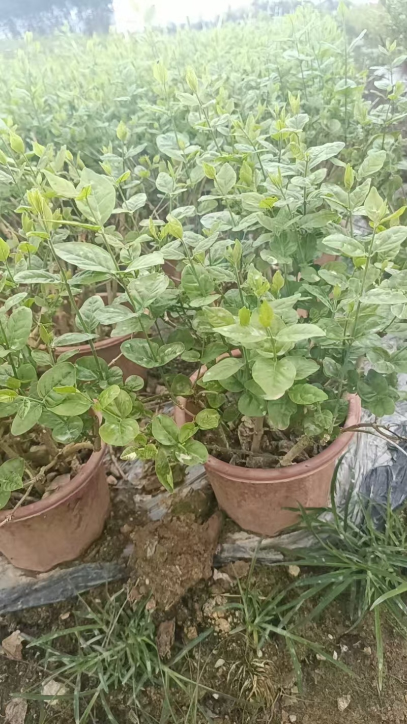 茉莉花苗杯苗/不带花苞/产地现挖现发/全国发货