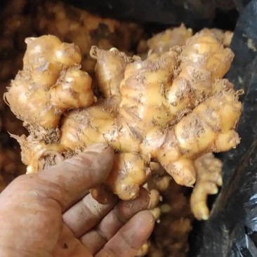 山东大量好姜优质姜（冷库存放）
