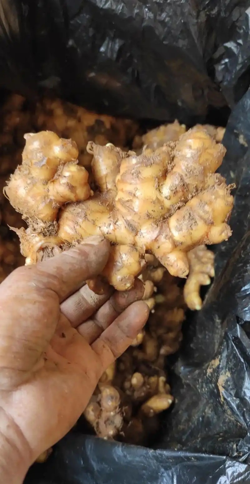 山东大量好姜优质姜（冷库存放）