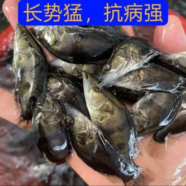 【热卖】精品鳜鱼苗品质保证成活率高大量供应成活率高