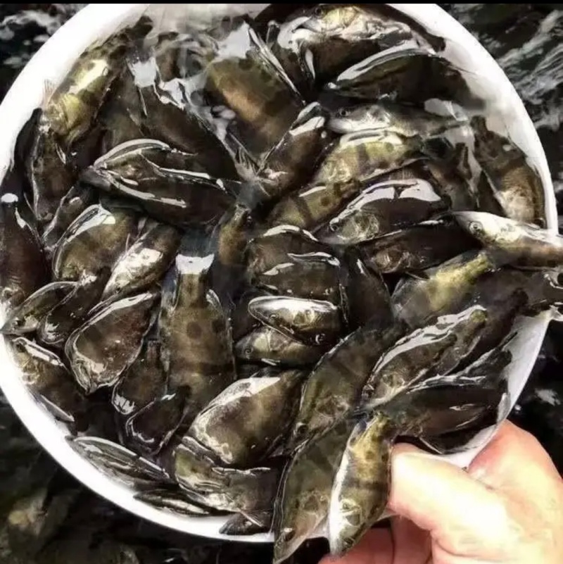 【热卖】精品鳜鱼苗品质保证成活率高大量供应成活率高