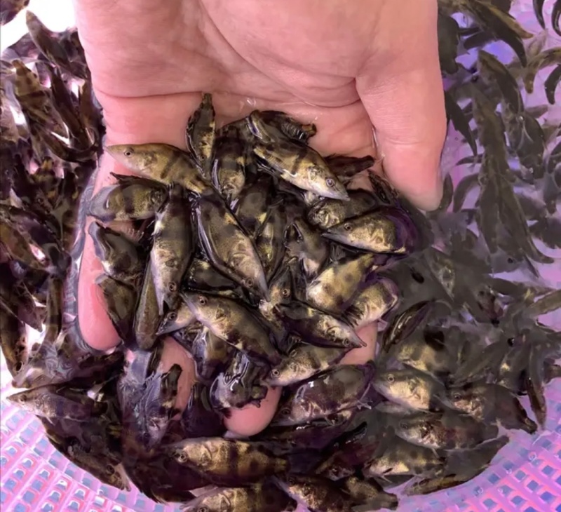 【热卖】精品鳜鱼苗品质保证成活率高大量供应成活率高