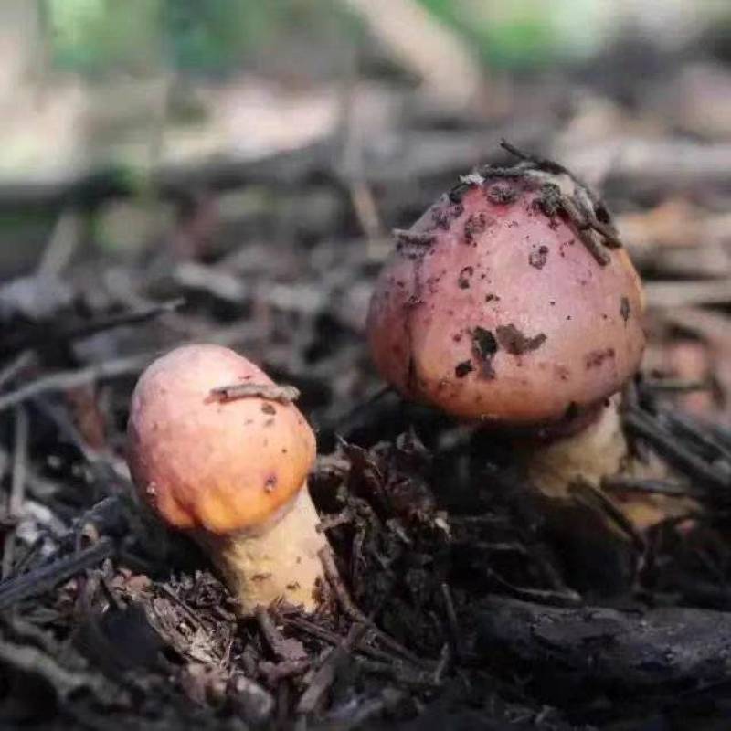 原产地内蒙古·敖汉旗野生速冻红蘑肉蘑野生食用菌