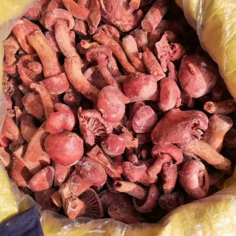 原产地内蒙古·敖汉旗野生速冻红蘑肉蘑野生食用菌