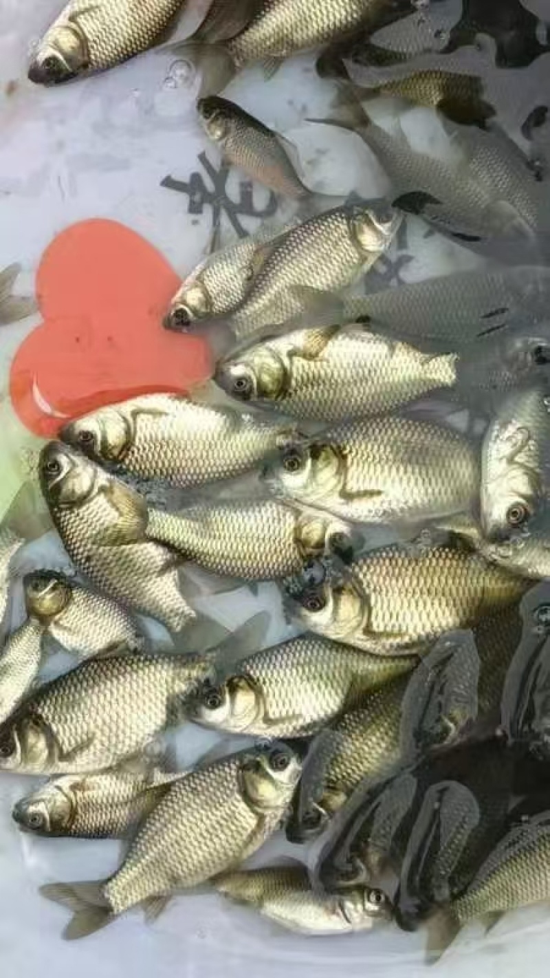 【精选】草鱼苗质量保证成活率高质量保证欢迎咨询
