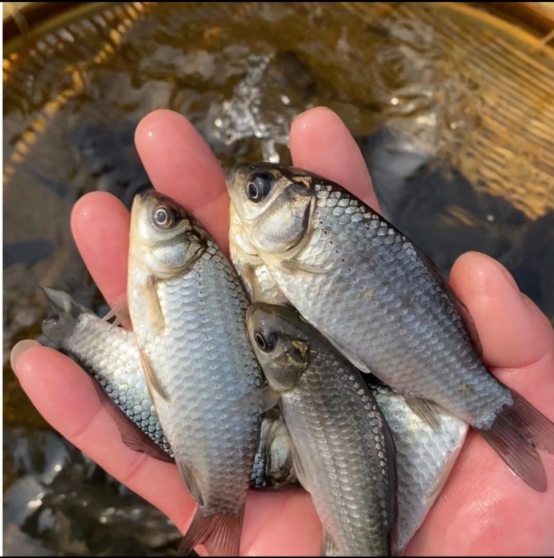 【精选】草鱼苗质量保证成活率高质量保证欢迎咨询