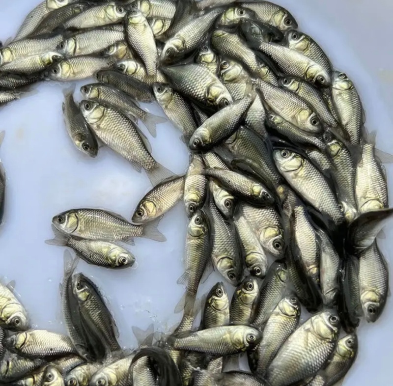 【精选】草鱼苗质量保证成活率高质量保证欢迎咨询