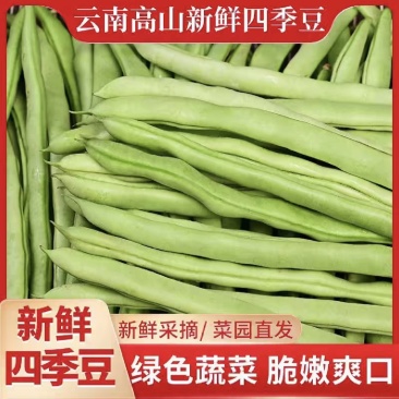 精品四季豆/小金豆/源头基地直供/货源充足/欢迎咨询了解