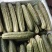 旱黄瓜大量上市了