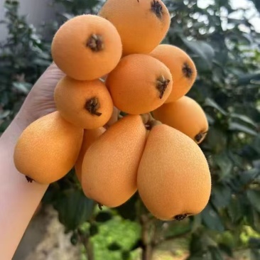 福建云霄枇杷