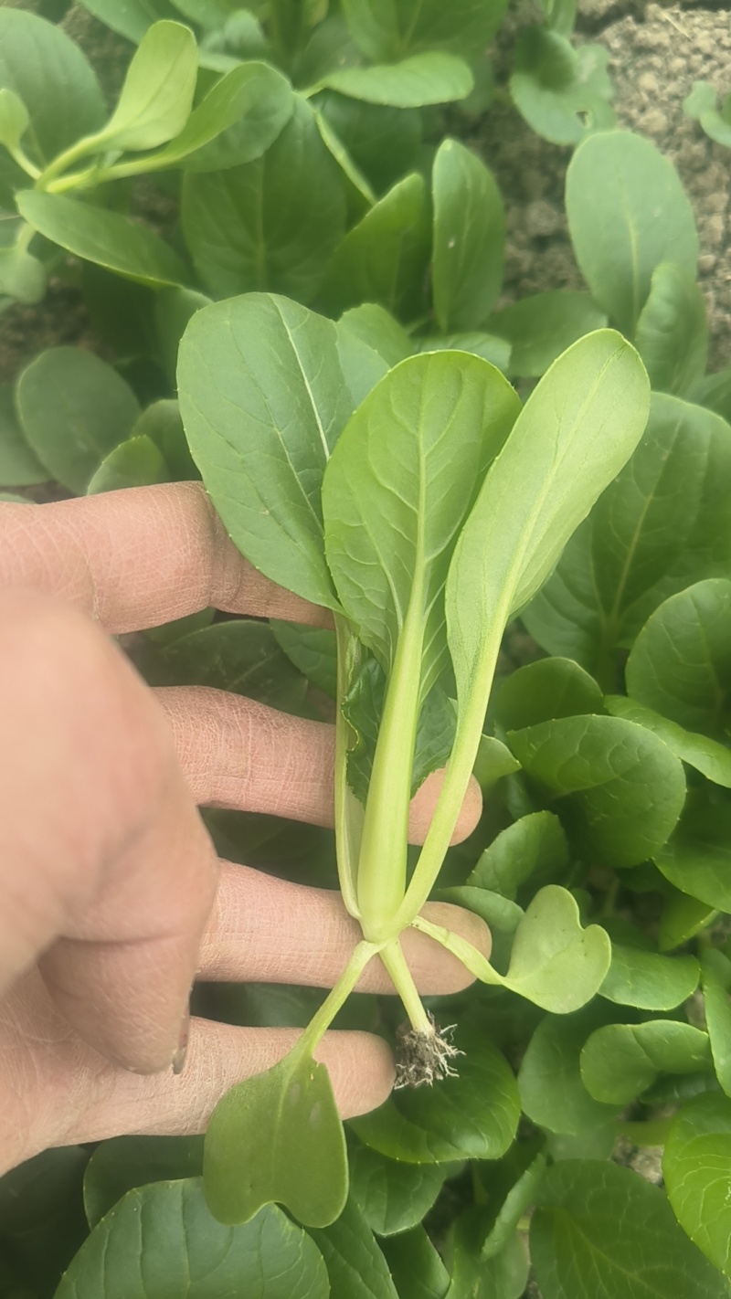 当季大棚鸡毛菜+杭白菜苗，新鲜直达，营养又美