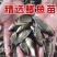【热卖】鲫鱼苗大量供应成活率高抗病毒强质量保证欢迎咨询