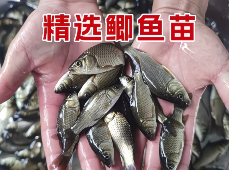 【热卖】鲫鱼苗大量供应成活率高抗病毒强质量保证欢迎咨询