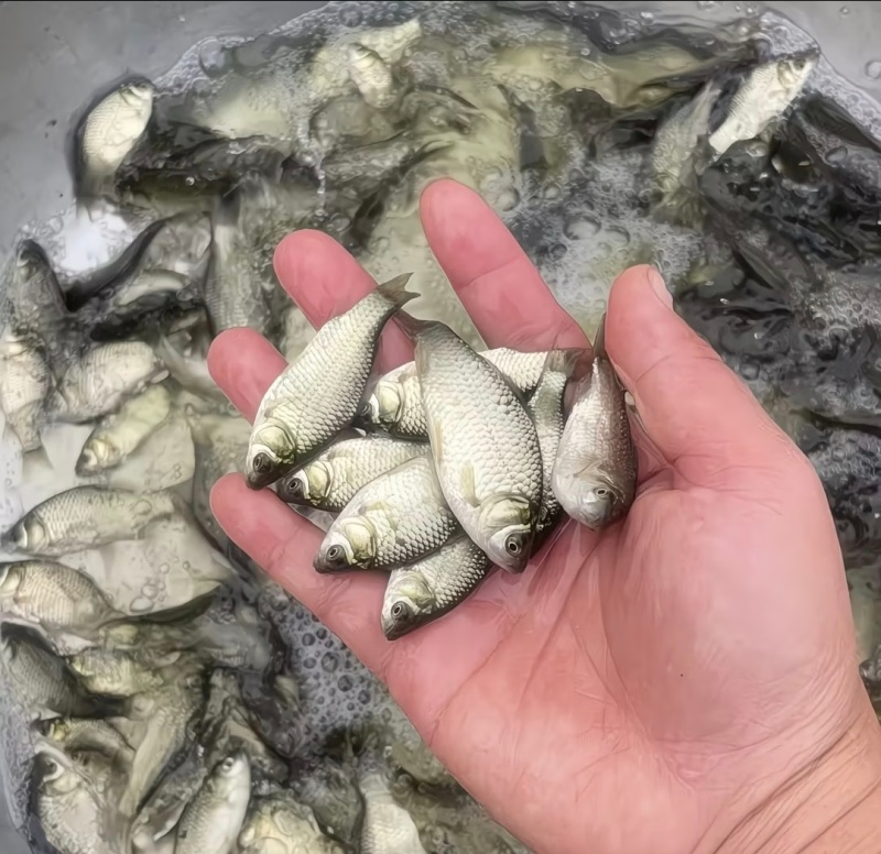 【热卖】鲫鱼苗大量供应成活率高抗病毒强质量保证欢迎咨询