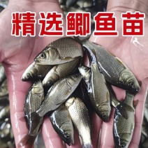 【热卖】鲫鱼苗大量供应成活率高抗病毒强质量保证欢迎咨询