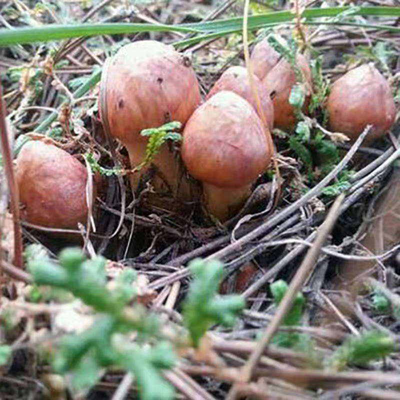 原产地内蒙古·敖汉旗野生速冻红蘑肉蘑野生食用菌