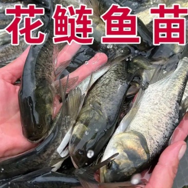 【推荐】花鲢鱼苗货源充足量大从优质量保证欢迎咨询