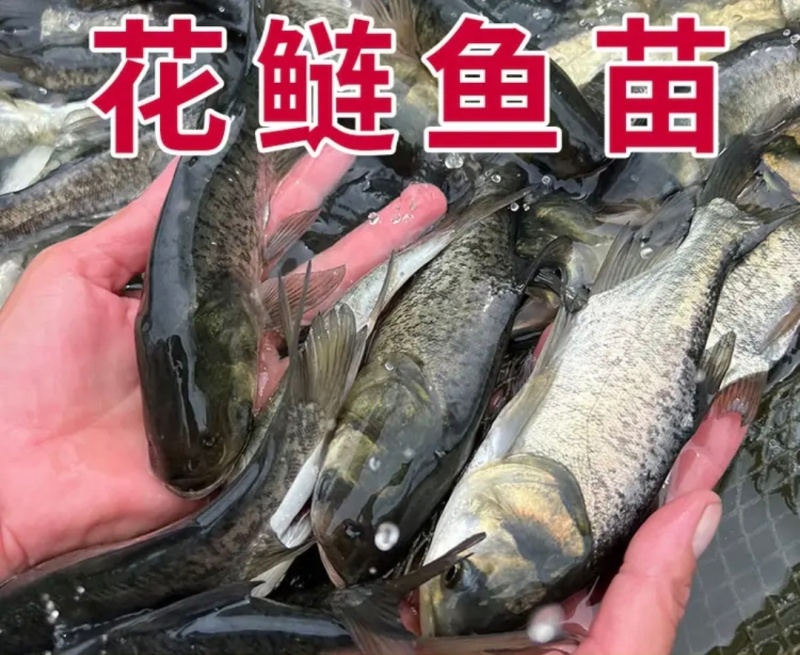 【推荐】花鲢鱼苗货源充足量大从优质量保证欢迎咨询