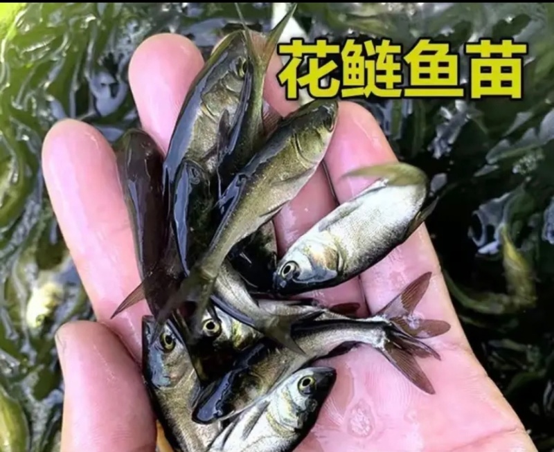 【推荐】花鲢鱼苗货源充足量大从优质量保证欢迎咨询
