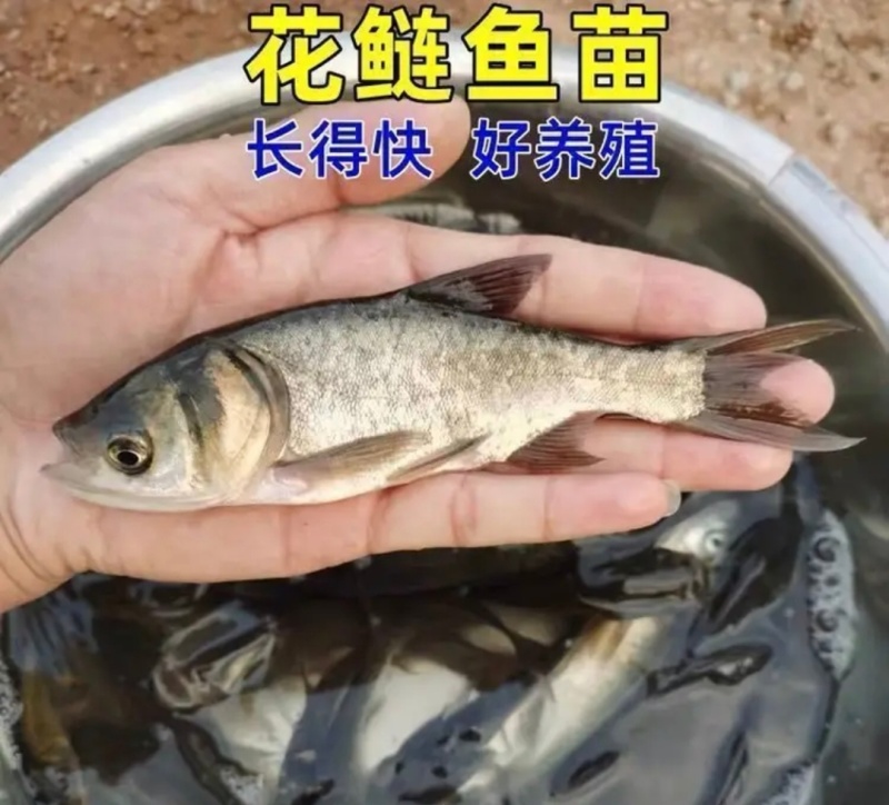 【推荐】花鲢鱼苗货源充足量大从优质量保证欢迎咨询