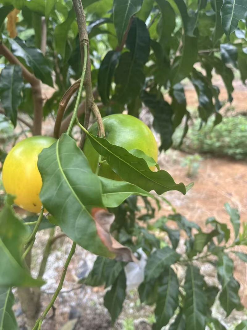 黄晶果