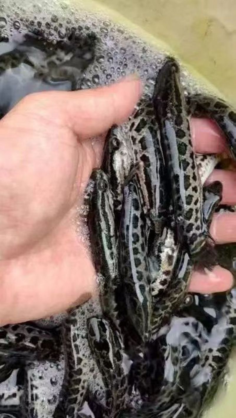 【推荐】精品黑鱼苗货源充足量大从优质量保证成活率高