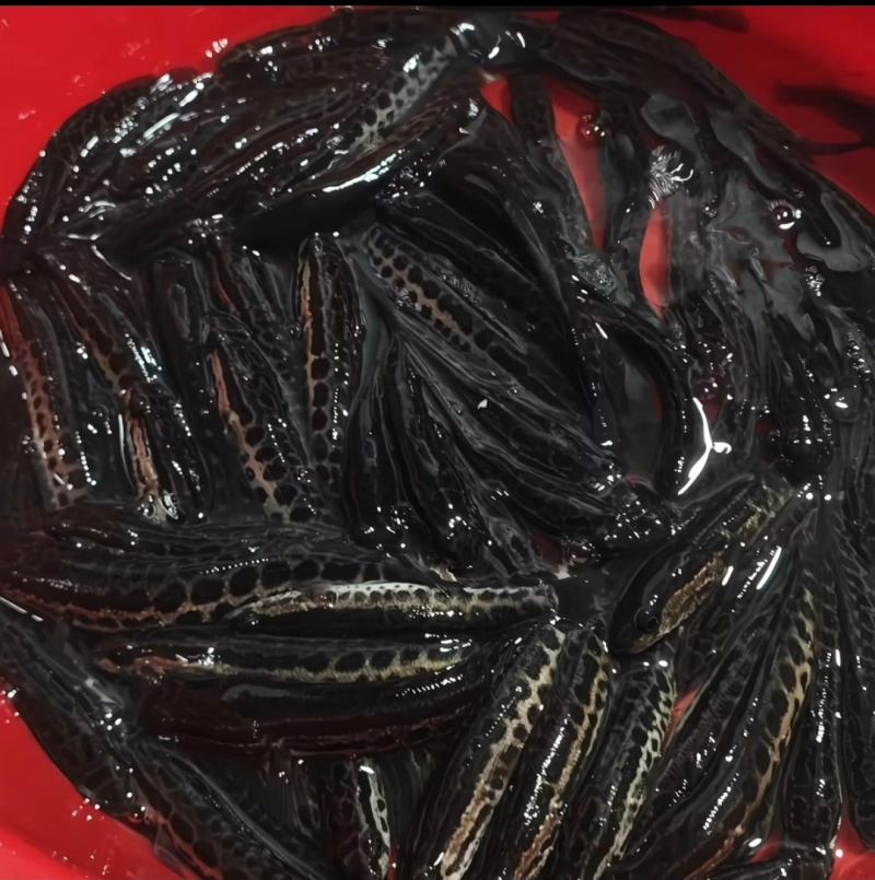 【推荐】精品黑鱼苗货源充足量大从优质量保证成活率高