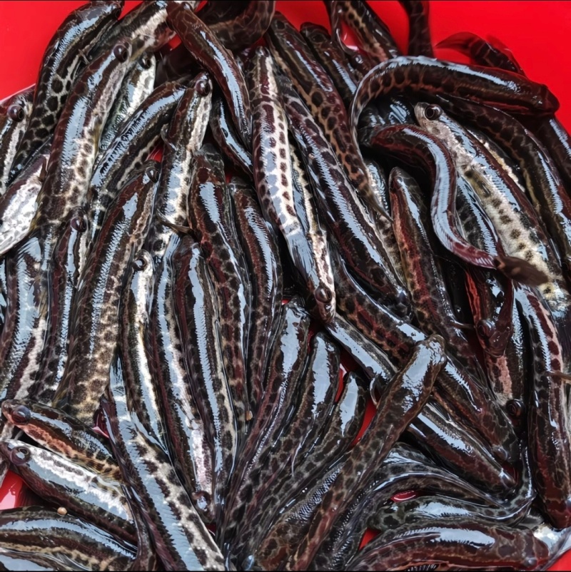【推荐】精品黑鱼苗货源充足量大从优质量保证成活率高