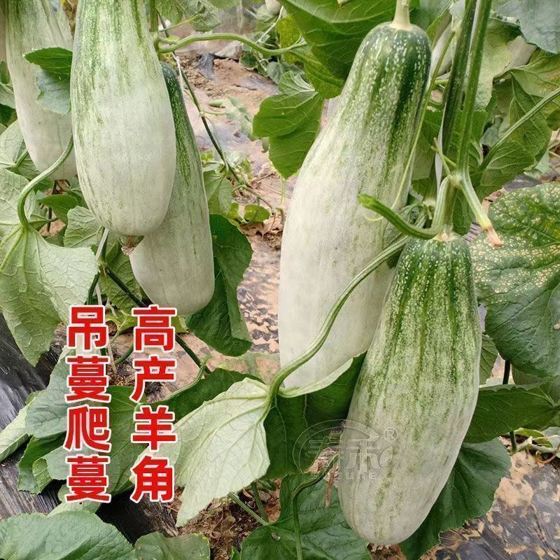 山东羊角蜜甜瓜，一件代发，对接全网电商，社区团购