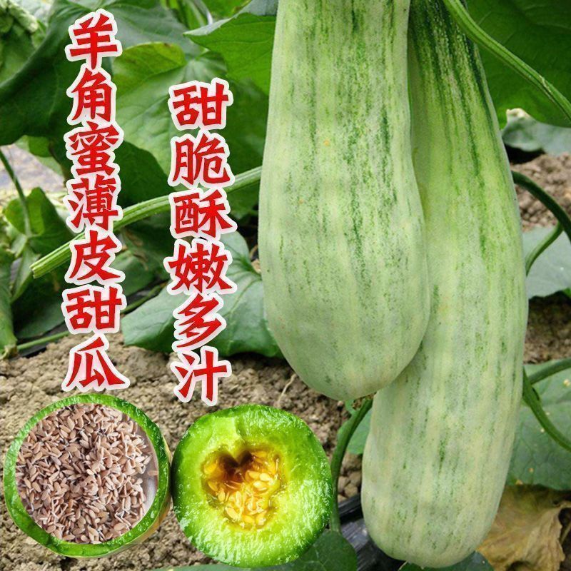 山东羊角蜜甜瓜，一件代发，对接全网电商，社区团购