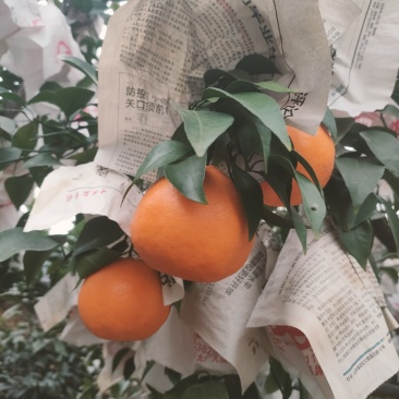 丹棱耙耙柑