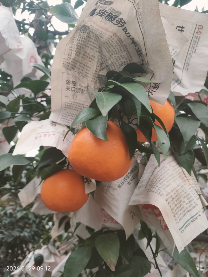 丹棱耙耙柑